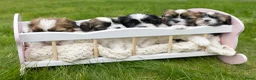 Boomer honden te koop: Lieve boomer shitzu pups in Ede - Advertentie 4