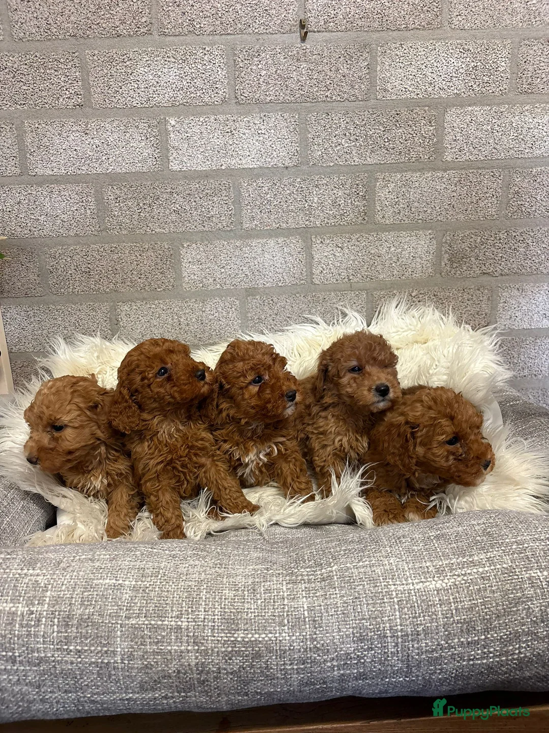 Kruising honden te koop: Toy/ dwerg poedel pups in Someren - Advertentie 8