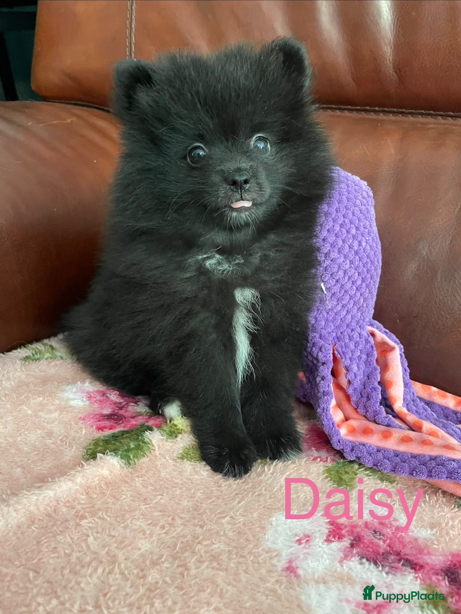 Pomeriaan honden 4 Prachtige Pomeriaan/dwergkees pups.🩵🩷 - Advertentie 4