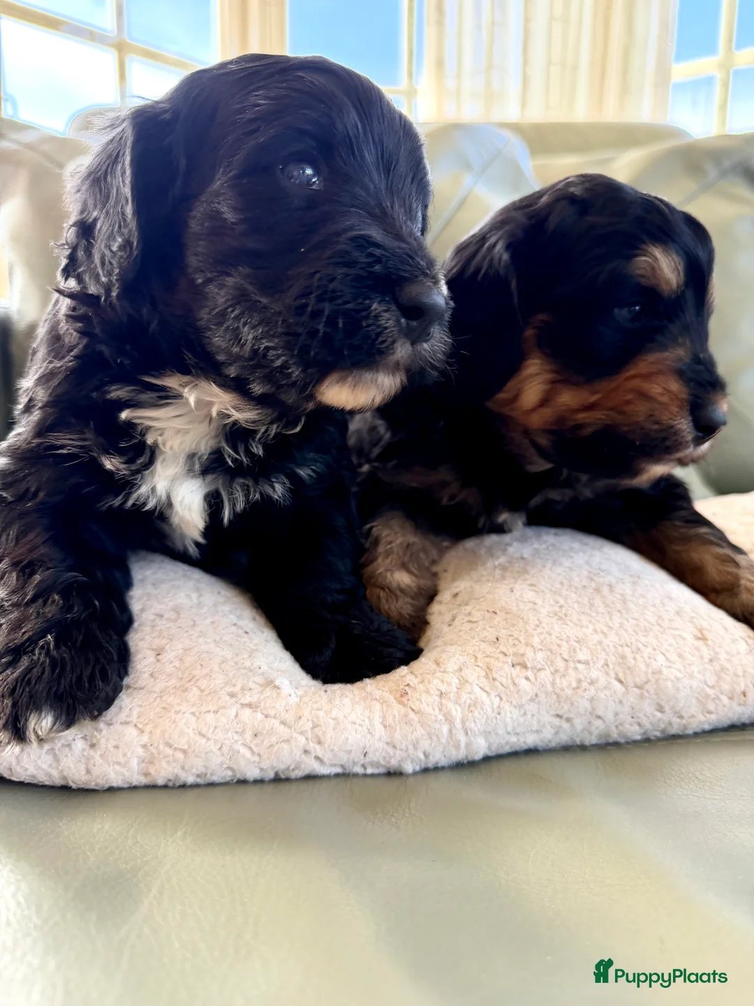 Bernedoodle honden te koop: Mini Bernedoodle pups te koop - Advertentie 2