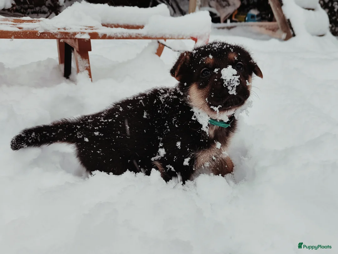 Duitse Herder honden te koop: Prachtige Duitse herder pups * mogen vd week weg * - Advertentie 4