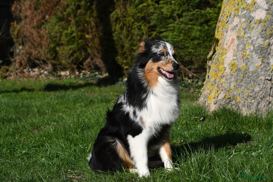 Australian Shepherd honden te koop: Australian Shepherd pupjes met FCI stamboom - Advertentie 10