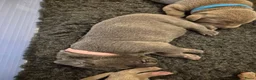 Kruising honden te koop: Hele mooie Labmaraner (Labrador x Weimaraner) pups - Advertentie 2