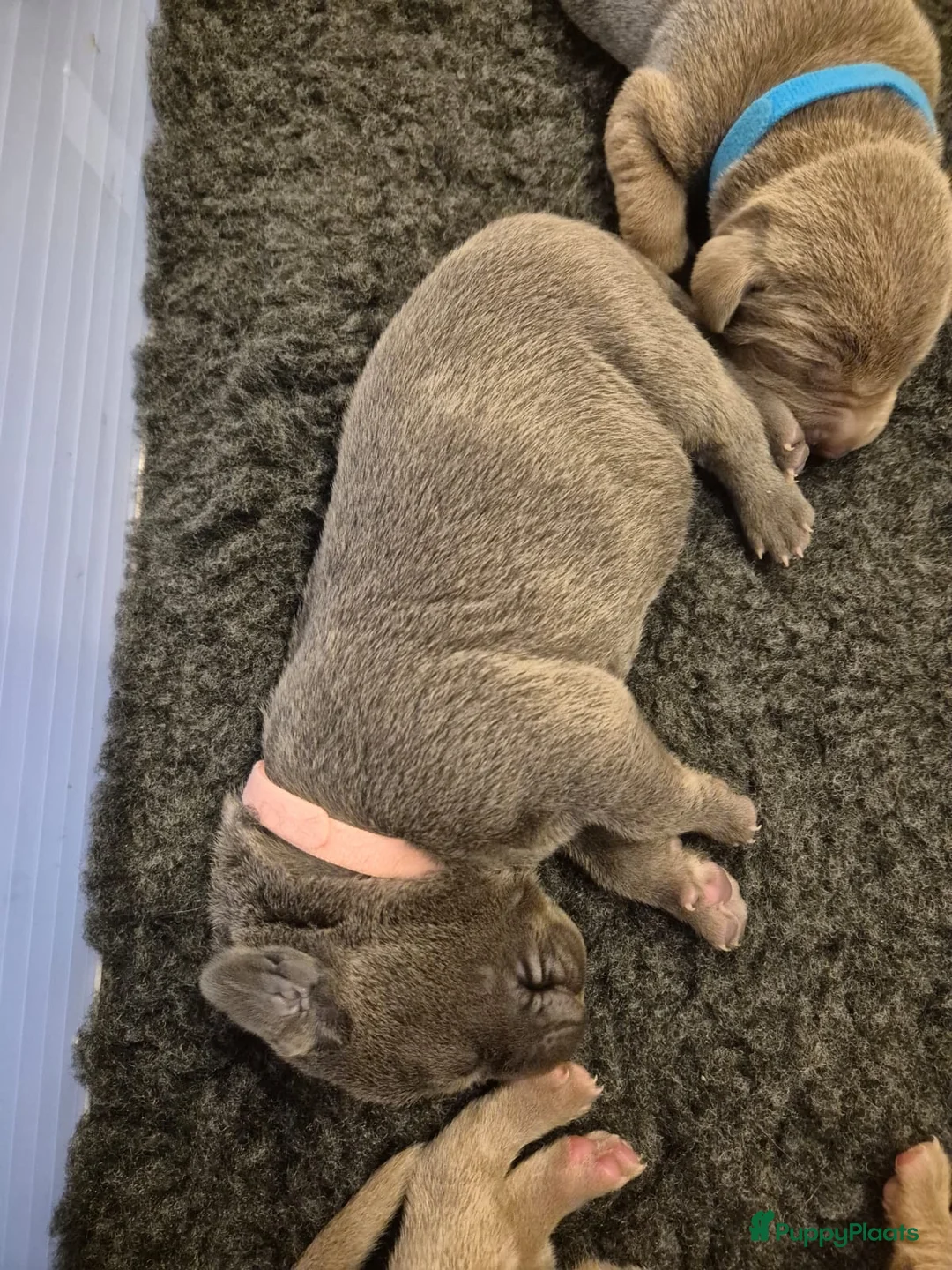 Kruising honden te koop: Hele mooie Labmaraner (Labrador x Weimaraner) pups - Advertentie 2