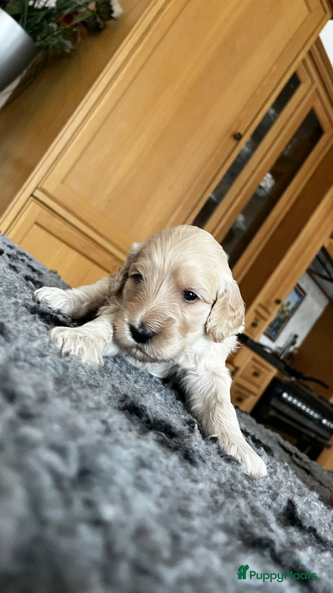 Labradoodle honden te koop: mooie multi x labradoodle australiën doodle pups - Advertentie 8
