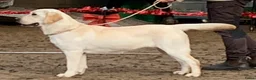 Labrador Retriever honden te koop: De ouders zijn van Uitmuntende afstamming! - Advertentie 2