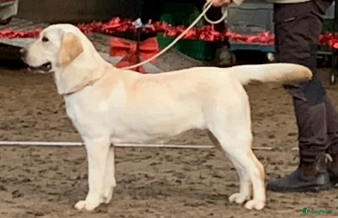 Labrador Retriever honden te koop: De ouders zijn van Uitmuntende afstamming! - Advertentie 2