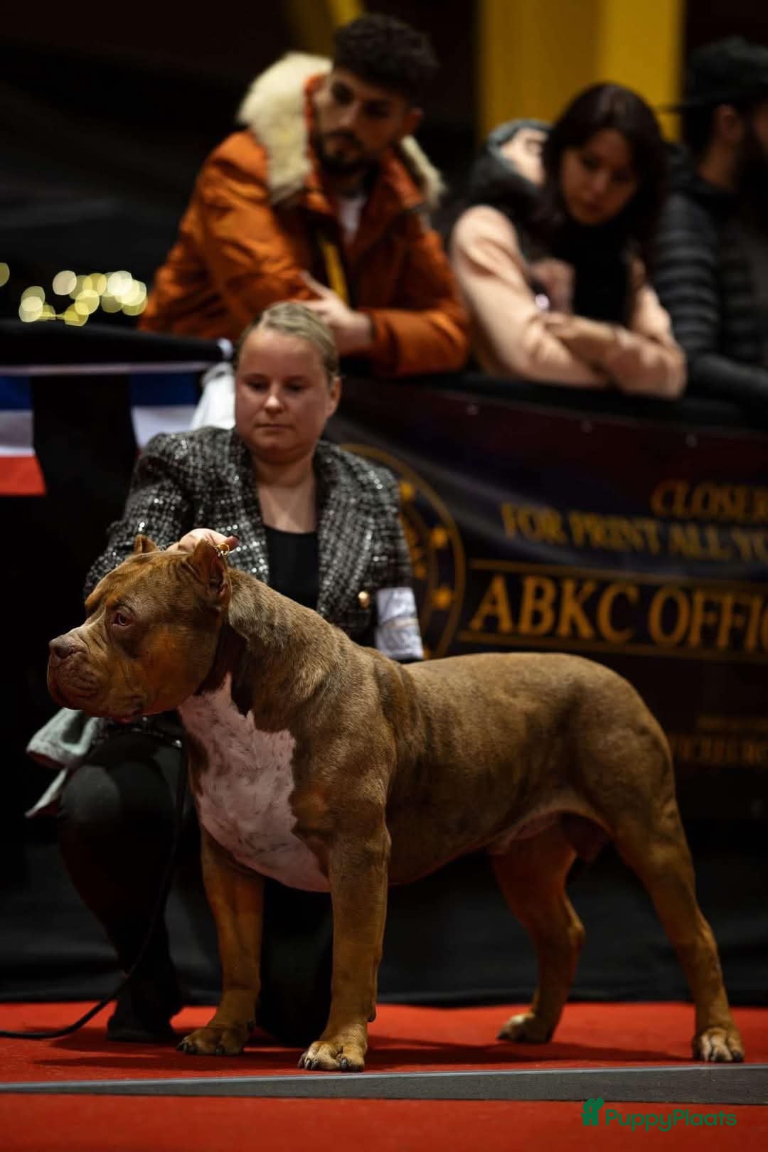 Amerikaanse Bully honden te koop: Pups Bully XL beide ouders kampioen - Advertentie 8