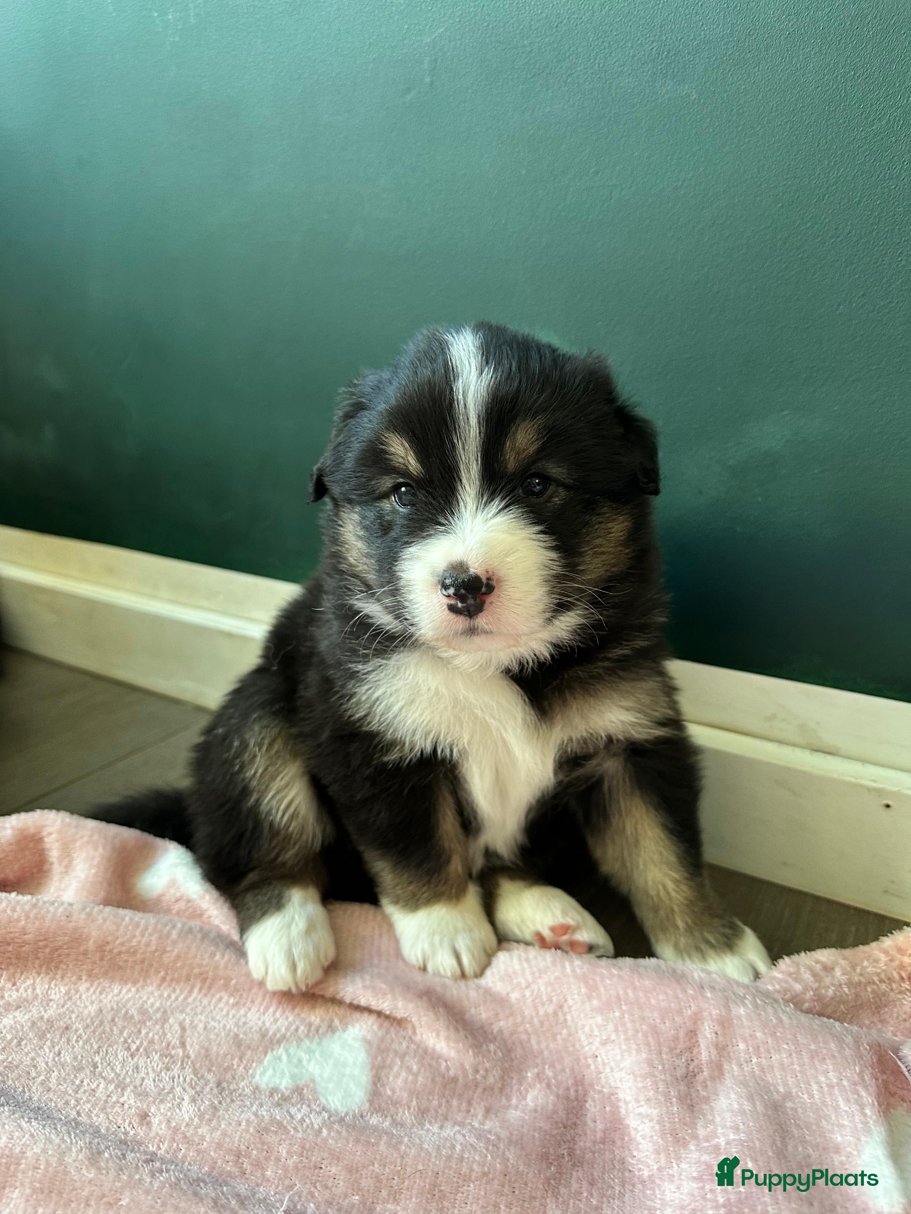 Australian Shepherd honden Australische Herder nestje  - Advertentie 1