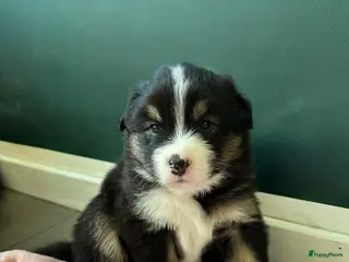 Australian Shepherd honden Australische Herder nestje - Advertentie 3