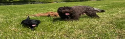 Australian Labradoodle honden te koop: Australian labradoodle pup reu - Advertentie 2