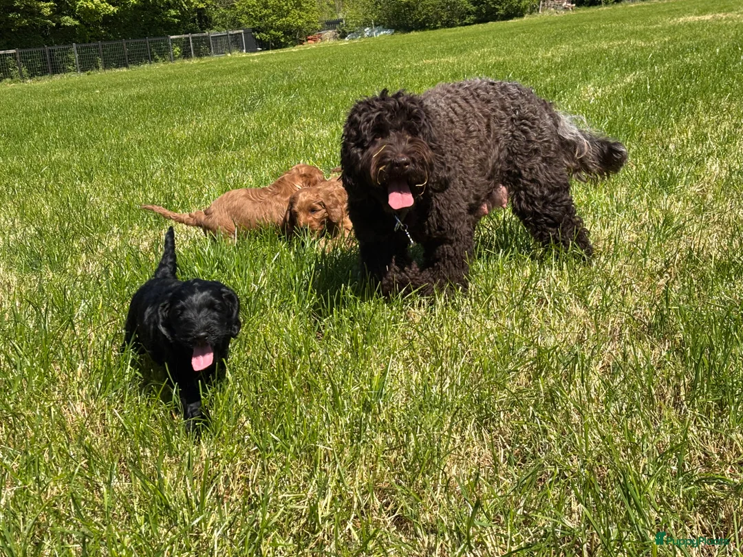 Australian Labradoodle honden te koop: Australian labradoodle pup reu - Advertentie 2