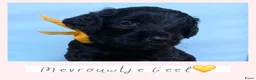 Australian Labradoodle honden te koop: Prachtig nestje Australian Labradoodles van Koosje - Advertentie 10