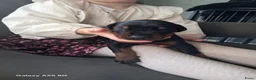 Dobermann honden te koop: Dobermann pups uit huiselijke sfeer - Advertentie 5