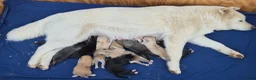 Kruising honden te koop: Pomsky x shiba inu (1/4) pups - Advertentie 17