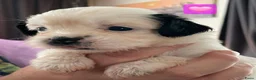 Shih Tzu honden te koop: te koop in Ritthem - Advertentie 10