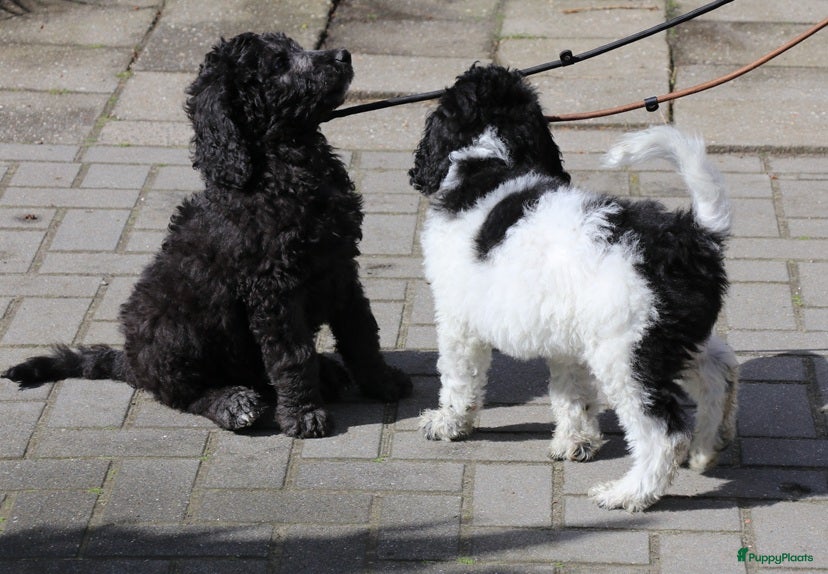 Labradoodle honden doodle pups beschikbaar  - Advertentie 2