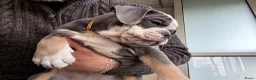 Old English Bulldog honden te koop: Prachtige Bulldog puppies - Advertentie 7