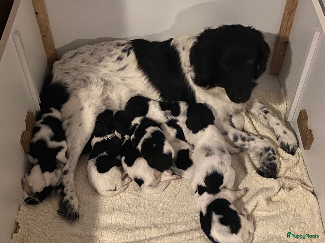 Galerij afbeelding {{count}}