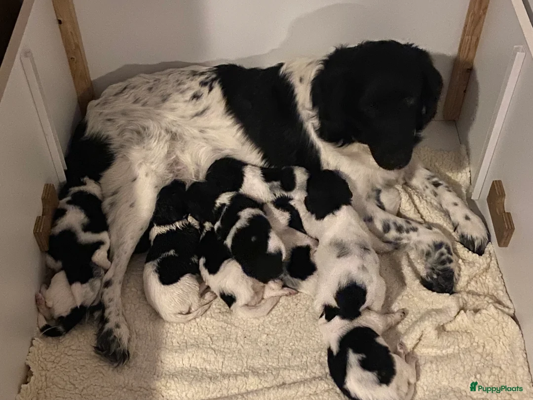 Galerij afbeelding {{count}}