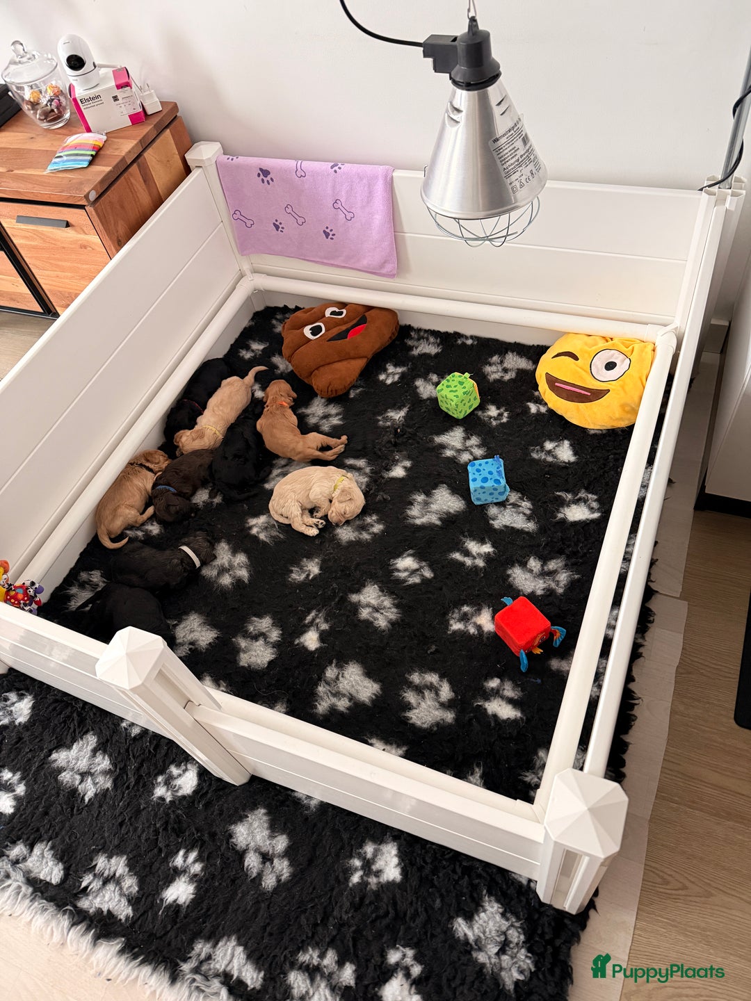 Kruising honden te koop: Goldendoodle/labradoodle  - Advertentie 10