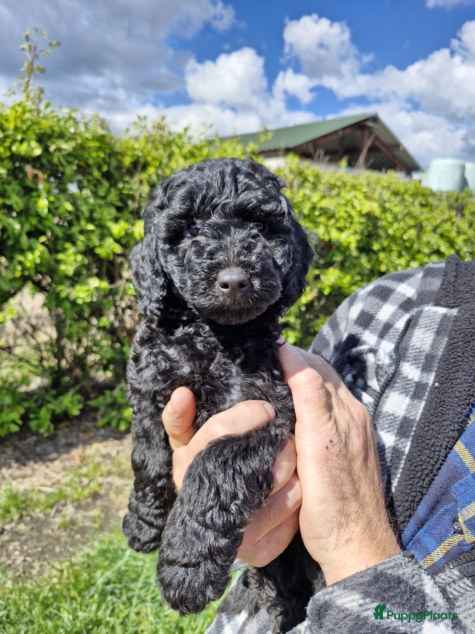 Labradoodle honden te koop: lieve zwarte Labradoodles  - Advertentie 4