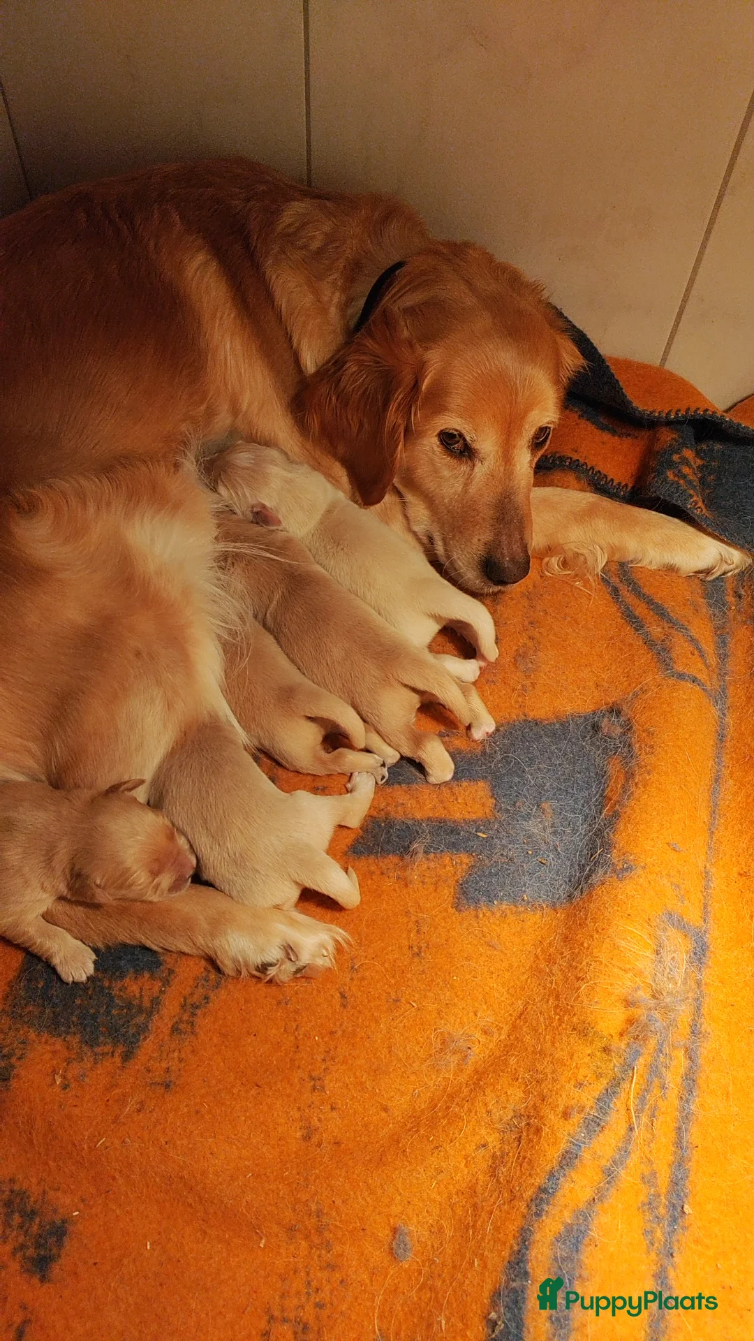 Golden Retriever honden te koop: Lieve Golden Retriever pups  - Advertentie 16
