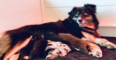 Australian Shepherd honden - Advertentie 15