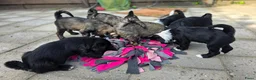 Tibetaanse Terriër honden te koop: Tibetaanse terriër pups met FCI stamboom - Advertentie 10