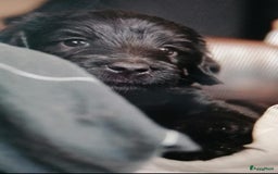 Labradoodle honden te koop: Labradoodle pups groot kleurvast - Afbeelding 6