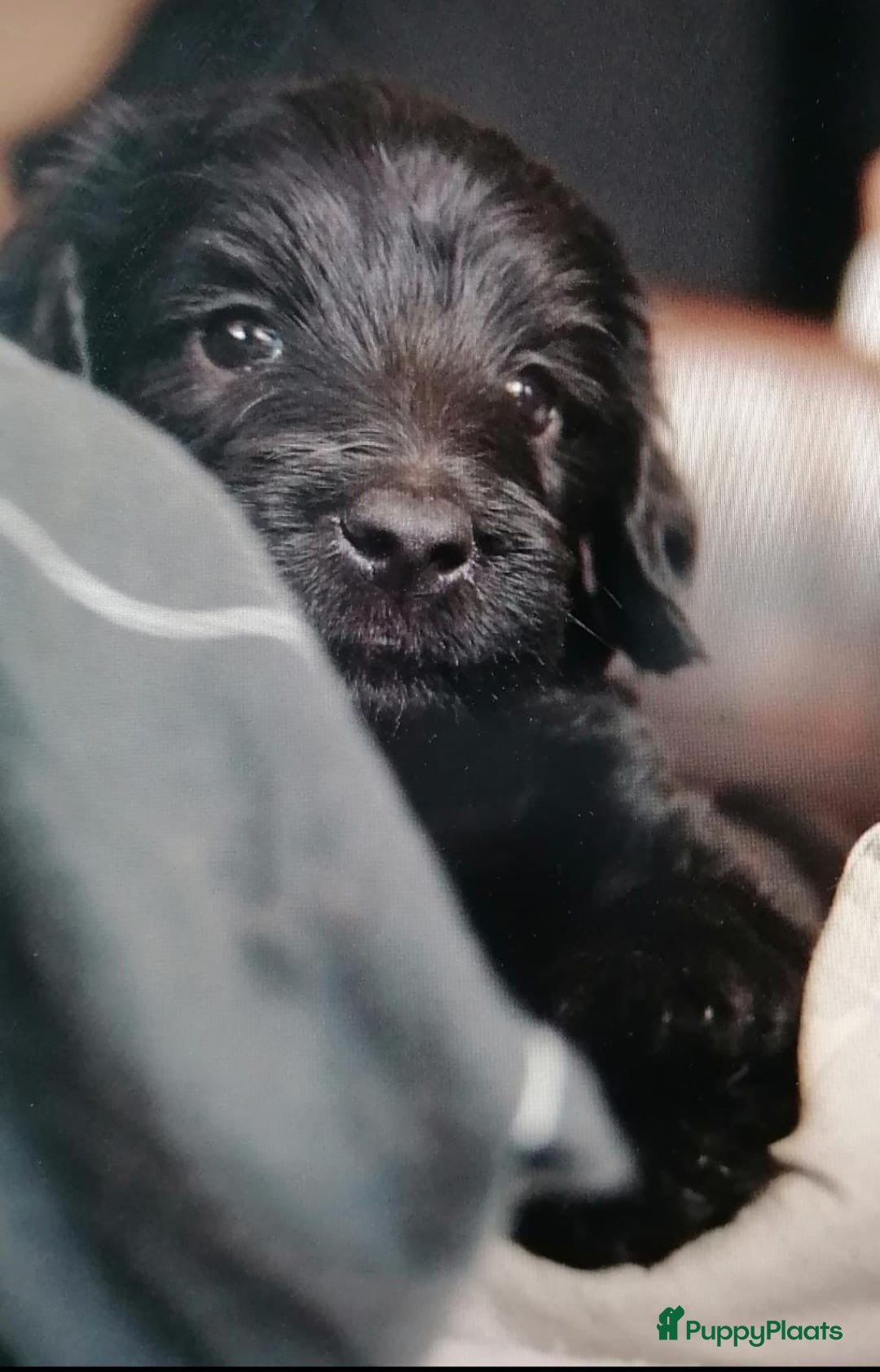 Labradoodle honden te koop: Labradoodle pups groot kleurvast - Afbeelding 6