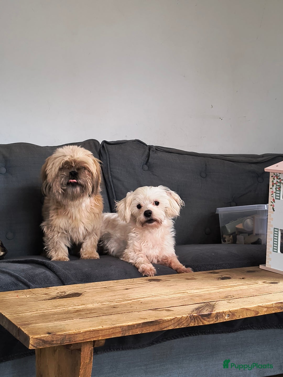 Maltezer honden ter dekking: Ervaren dekreu Maltezer - Advertentie 2