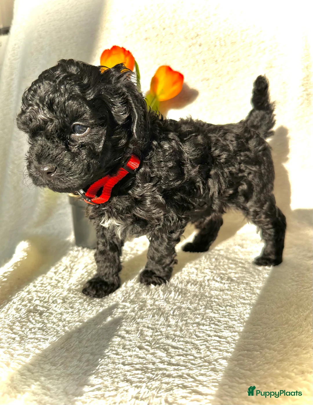 Poedel Toy honden te koop: Toypoedel pups (mini toypoedel) toypoodle puppy’s  - Advertentie 10