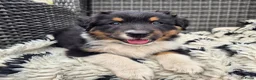 Australian Shepherd honden te koop: Nog 2 australian shepherd reutjes zoeken een thuis - Advertentie 19