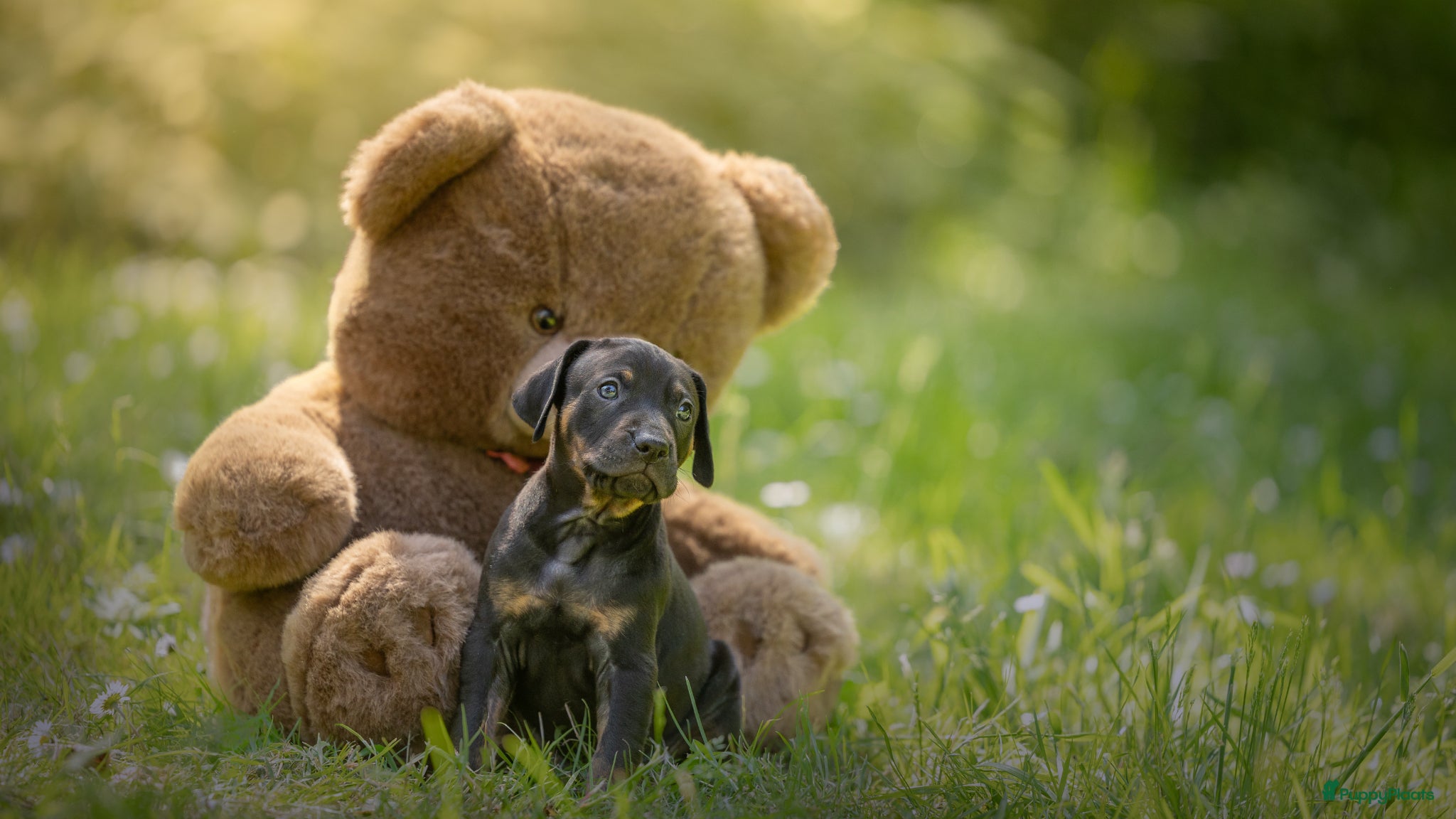 Overig honden te koop: Unieke raszuivere catahoula pups - Advertentie 5