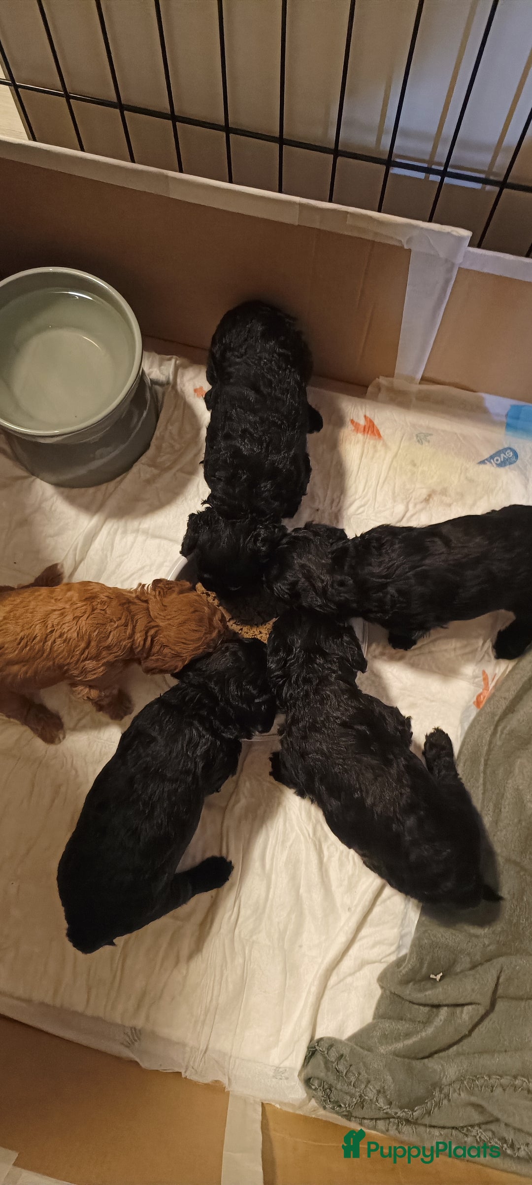 Poedel Toy honden te koop: Toy Poodle puppies - Advertentie 4