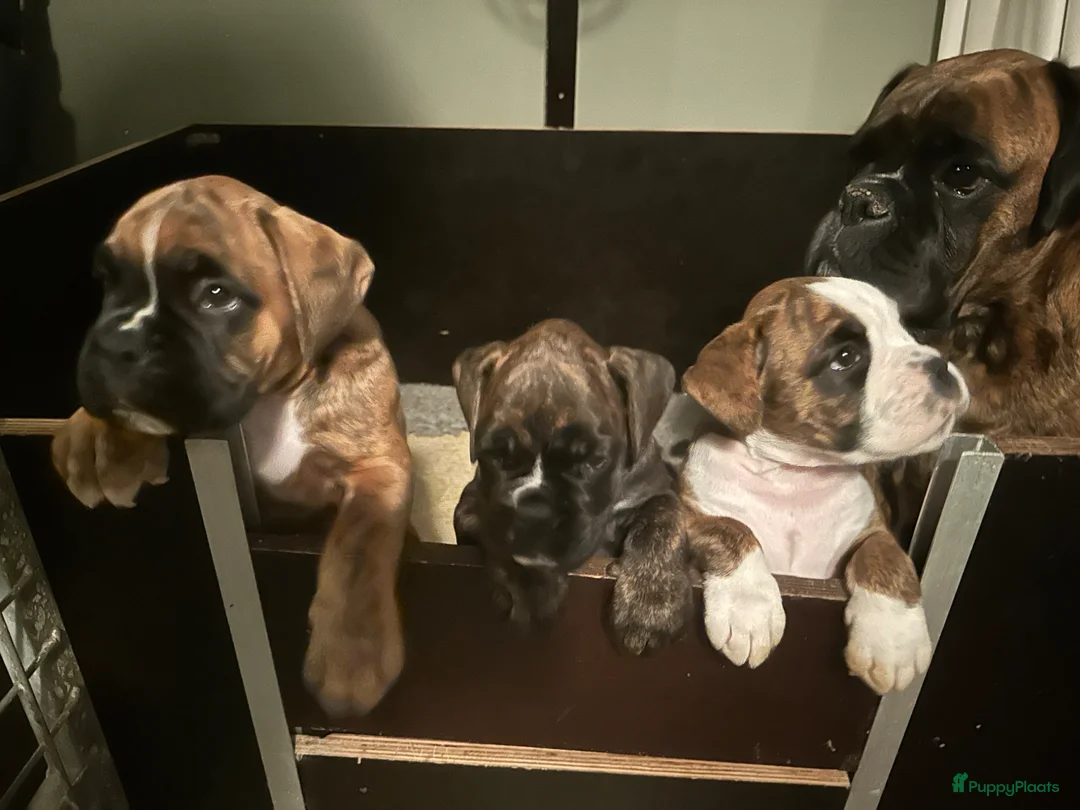 Boxer honden te koop: Prachtig teefje met mooie Witte aftekening  - Advertentie 1