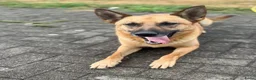 Mechelse Herder honden te koop: Mechelse Herders.Reu en Teef .. 3 jaar - Advertentie 15