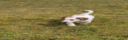 Jack Russel Terriër honden te koop: Lieve Jack Russell pups met stamboom  - Advertentie 3