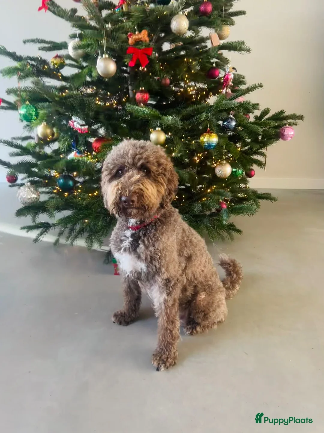 Labradoodle honden te koop: Labradoodle puppy's laatste 2! - Advertentie 1