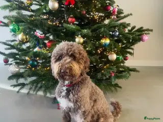 Labradoodle honden Labradoodle puppy's laatste 2! - Advertentie 1