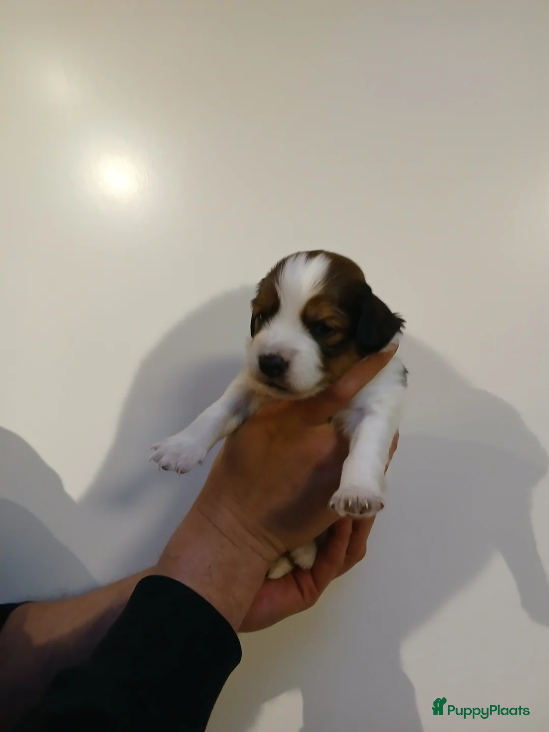Kooikerhondje honden te koop: Supper liever  nestje kooiker pups van 7 - Advertentie 9