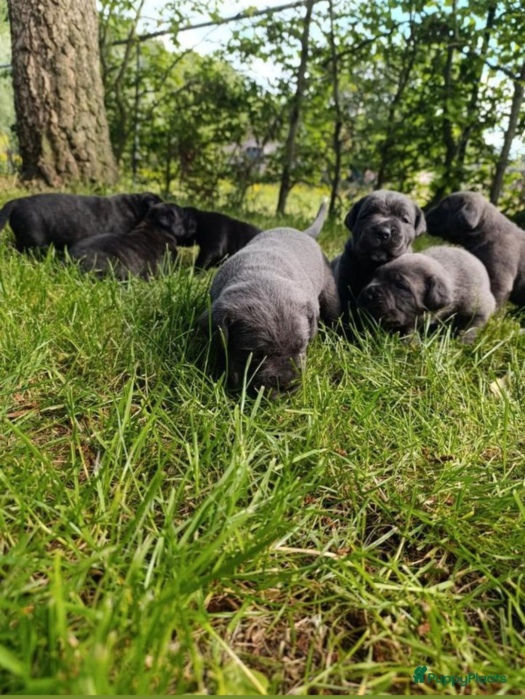 Cane Corso honden te koop: Cane corso pups in Welsum - Afbeelding 2