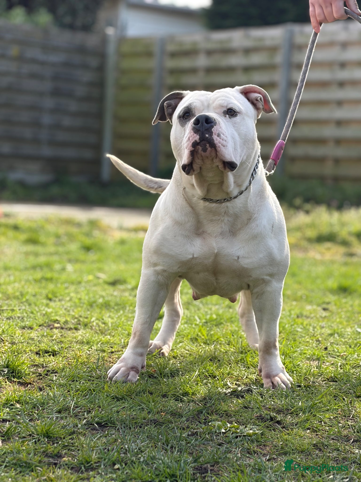 Amerikaanse Bully honden American Bully XL puppy’s  - Advertentie 1