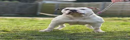 Amerikaanse Bully honden te koop: American Bully XL puppy’s  in Breda - Advertentie 1