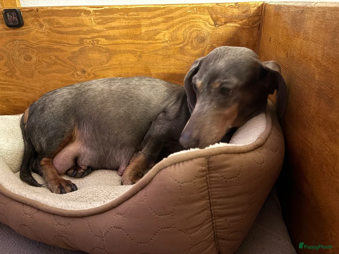 Teckel (korthaar)  honden te koop: Nest aankondiging Teckel pups - Advertentie 3