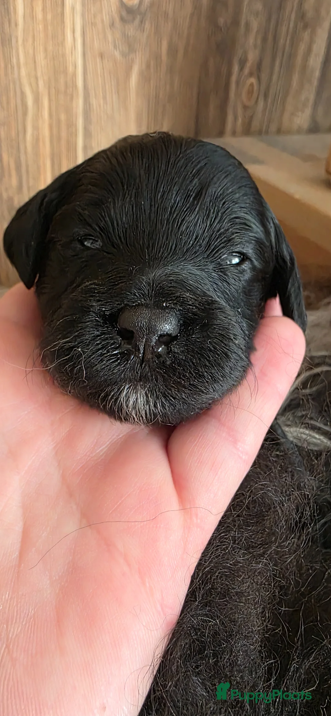 Labradoodle honden te koop: Labradoodle pups  - Advertentie 13