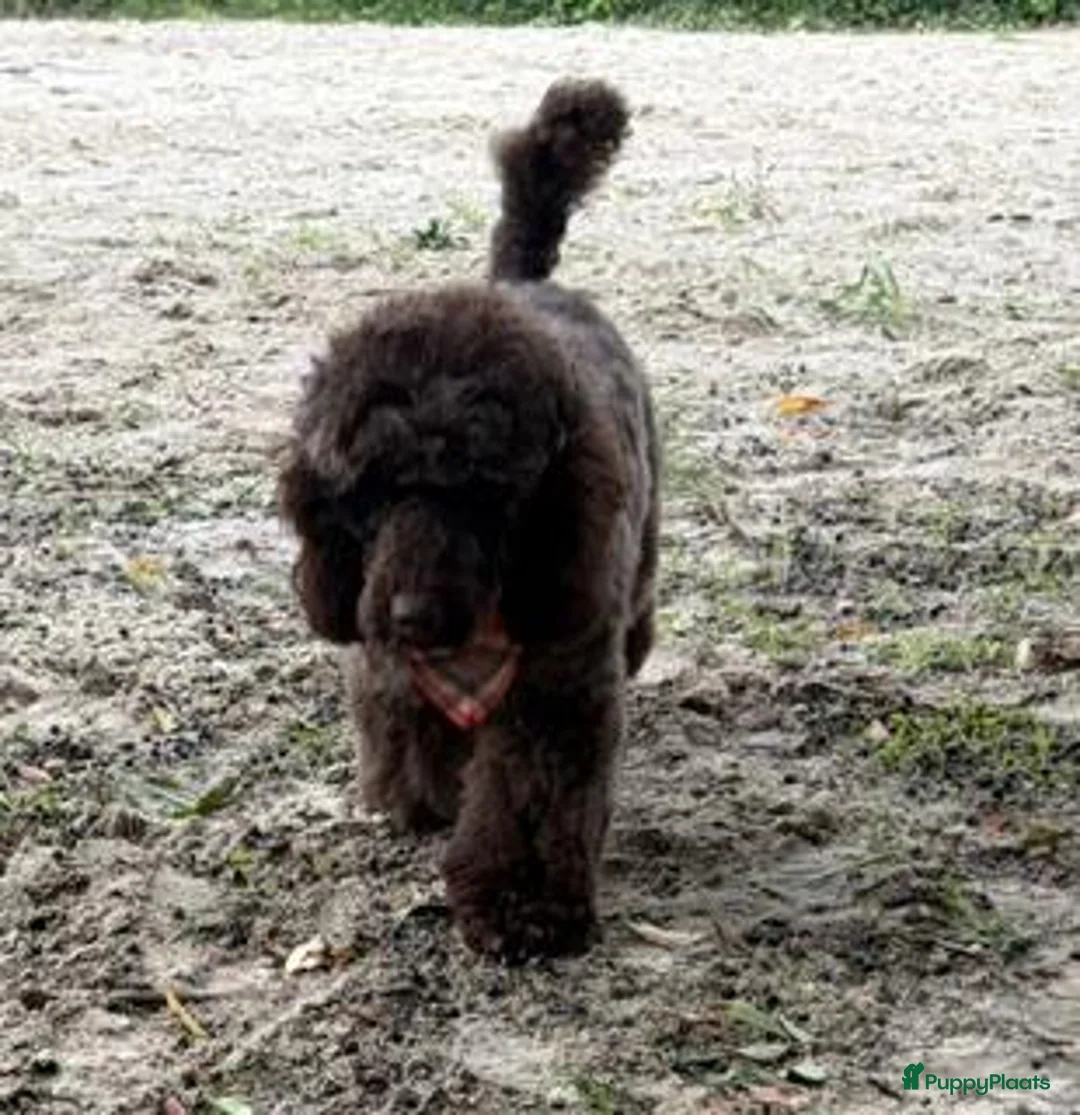 Poedel honden te koop: te koop middenslag poedels - Advertentie 13