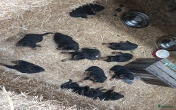 Rottweiler honden te koop: Nog 3 super lieve rottweiler reutjes. - Afbeelding 26