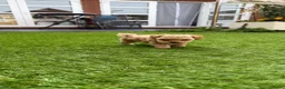Poedel Toy honden te koop: 5 prachtige toy poedel reutjes  - Advertentie 15